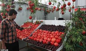قیمت میوه‌های «شب یلدا» در میادین تره بار اعلام شد