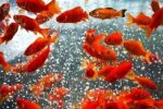 توصیه کارشناس بیماری‌های آبزیان یزد در مورد خرید ماهی قرمز