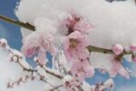 سرمازدگی ۴۰۰۰ هکتار از باغات میوه اهر