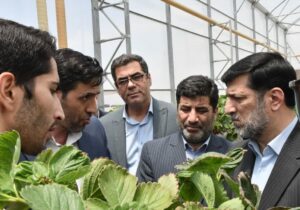 بازدید سرپرست وزارت جهادکشاورزی از دومین  شهرک بزرگ گلخانه ای استان در عجب شیر