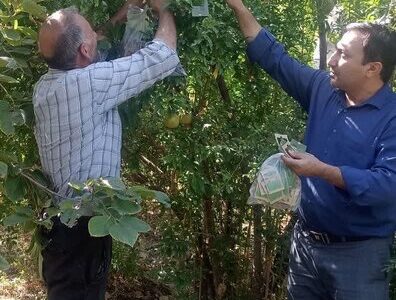 کنترل بیولوژیک در باغات انار شهرستان جلفا