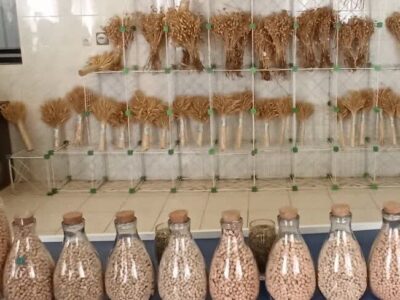 ارتقای تاب آوری محصولات کشاورزی با تجاری سازی ارقام بذرهای اصلاح شده